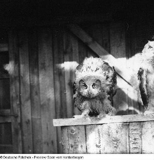 Tiere in Moritzburg II (Wildgehege?)