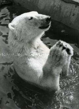 Eisbär