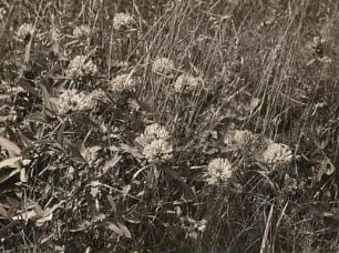 Mittlerer Klee (Trifolium medium)