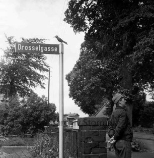 Drosselgasse: Straßenschild mit Skulptur einer Drossel: vorn rechts Mann: rechts Bäume der Lindenallee: im Vordergrund Gartenzaun