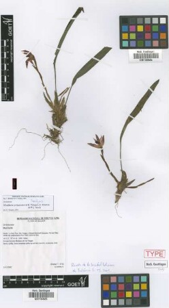 Maxillaria gorbatschowii R.Vásquez, Dodson & Ibisch [paratype]