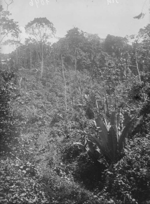 Vegetation im Urwald : Die Vegetation des tropischen Urwalds