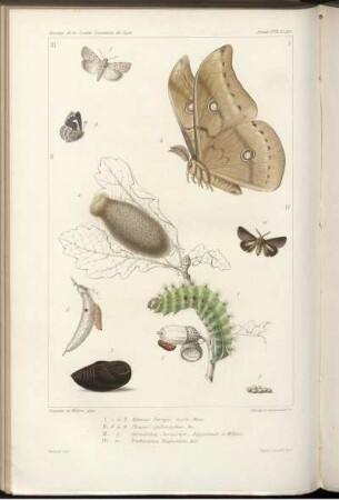 Pl. 155 [siehe arabische Paginierung]
