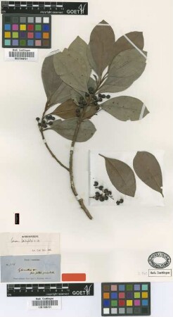 Conomorpha laurifolia Mez