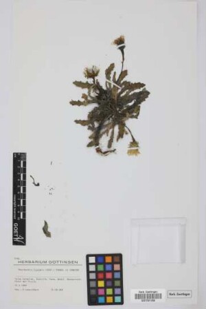 Reichardia ligulata (Vent.) G.Kunkel & Sunding