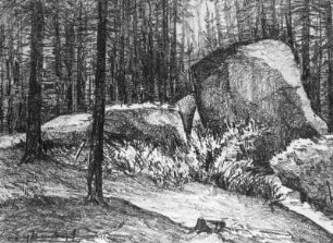 Waldstück in der Sächsischen Schweiz : Bernkopf, Georg: Waldstück mit Fichten und Felsen in der Sächsischen Schweiz. Um 1940/1943. Kohlezeichnung, bezeichnet "Georg Bernkopf"