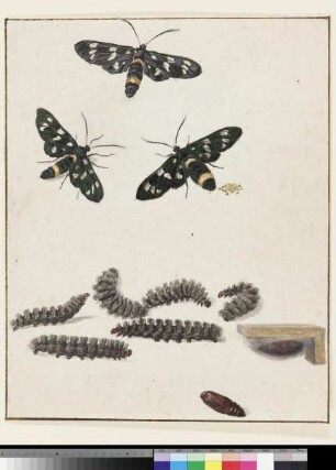 Metamorphose des Weißfleck-Widderchens (Amata phegea)