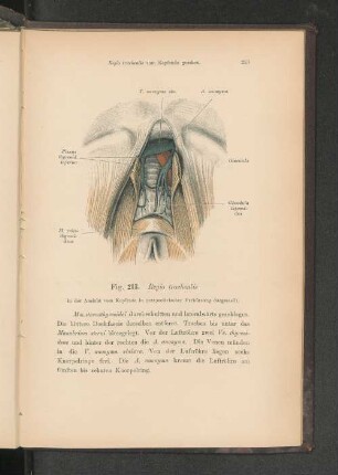 Fig. 213. Regio trachealis.