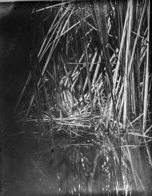 Rohrdommel : Rohrdommel (Botaurus stellaris Linnaeus) auf dem Nest.
