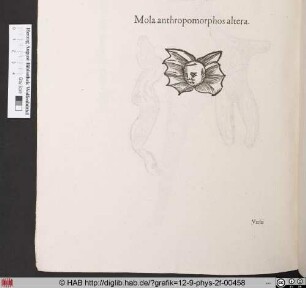 Mola anthropomorphos altera.