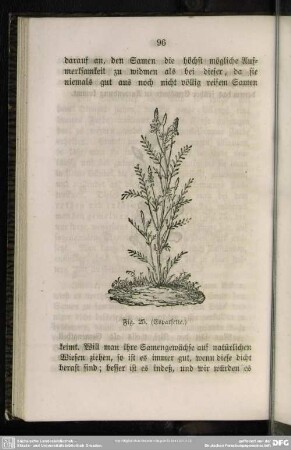 Fig. 25. (Esparsette)