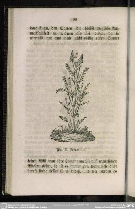 Fig. 25. (Esparsette)