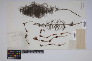 Equisetum sylvaticum L.