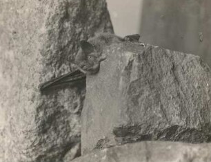 Kleine Bartfledermaus (Myotis mystacinus KUHL.), kriechend