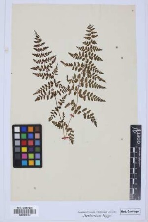 plant