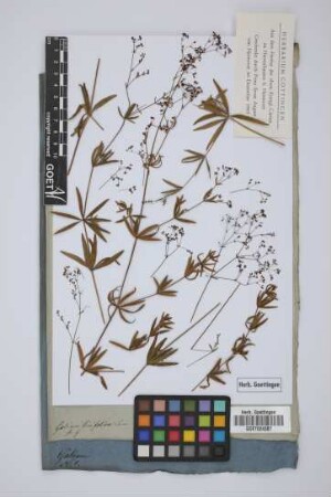 Galium linifolium Lam.