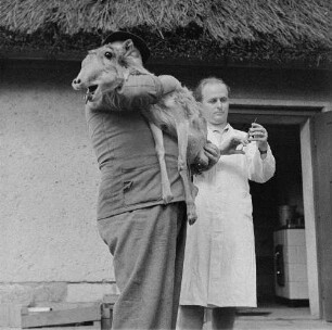 Dresden-Reick, Oskar-Röder-Str. 6. Tierklinik. Medizinische Versorgung eines Fohlens