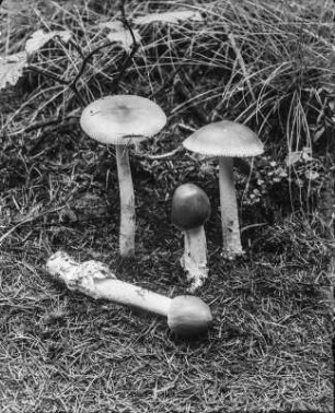 Gemeiner Riesenschirmpilz : Gemeiner Riesenschirmpilz (Macrolepiota procera Singer).