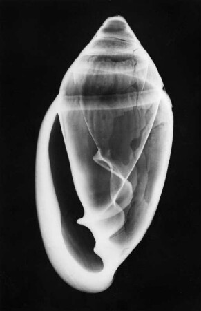 Ellobium aurismidae (Midasohr), Röntgenaufnahme