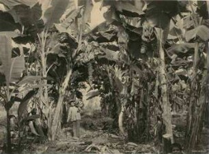Bananenpflanzung, Ecuador