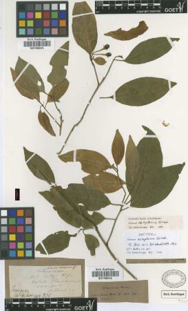 Solanum acropterum Griseb. [syntype]
