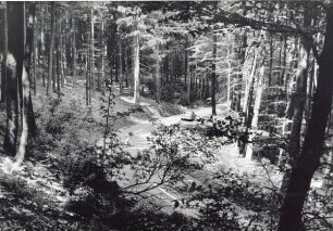 Denkmalstraße,. Detmold,. Straße zum Hermannsdenkmal auf der Grotenburg in Hiddesen