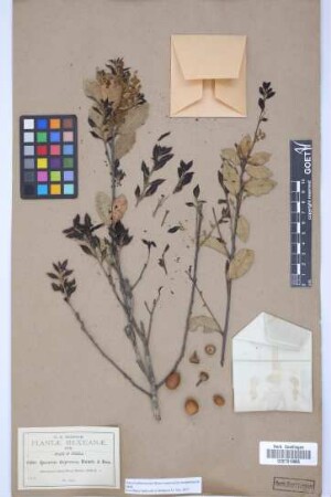 Quercus depressa Bonpl.