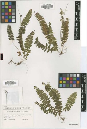 Nephrolepis cordifolia (L.) Presl
