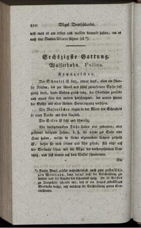 Sechszigste Gattung. Wasserhuhn. F u l i c a.