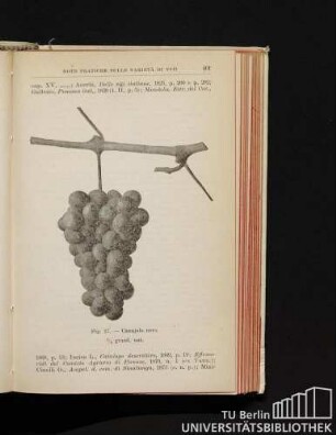 Fig. 27. - Canajolo nero. 1/2 grand. nat.