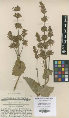 Salvia verticillata L.
