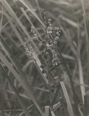 Ästiger Igelkolben : Königswartha, Ästiger Igelkolben (Sparganium erectum), (Sparganum ramosum).