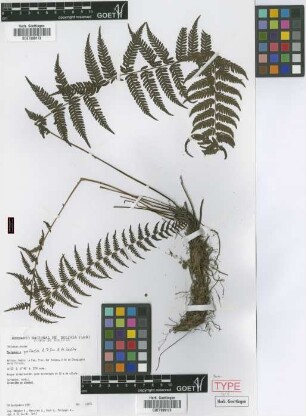 Thelypteris pellucida A.R.Sm. & M. Kessler [paratype]