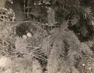 Heckenbraunelle (Prunella modularis L.), Nest und Gelege