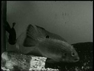 Tilapia guineensis (Cichlidae) - Brutpflege