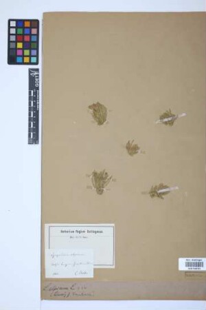 Diphasiastrum alpinum (L.) J. Holub