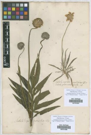 Scabiosa