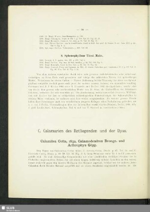 C. Calamarien der Rotliegenden und der Dyas