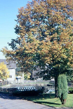 Dorfteich, mit betoniertem Rand und mit Jägerzaun, Linde