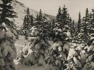 Sudeten. Winter im Isergebirge. Tief verschneite Nadelbäume