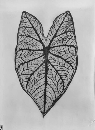 Blatt einer Kaladie