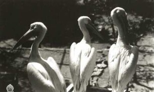 Dresden. Zoologischer Garten. Rosapelikane (Pelecanus onocrotalus)