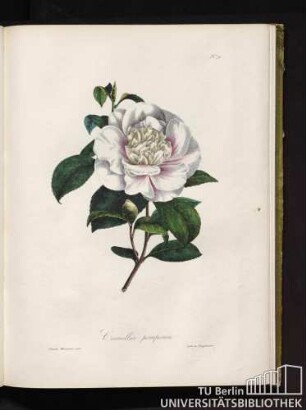 No. 9. Camellia pomponia.