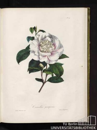 No. 9. Camellia pomponia.