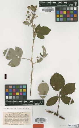 Rubus acidacanthos P.J.Müll. & Wirtg. [isotype]