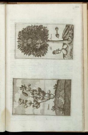 [Abb. XXIII.] Dictam / Öhl-Baum