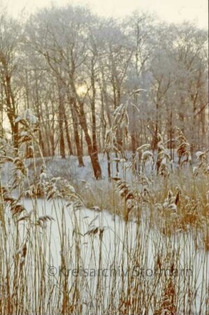 Kurpark im Winter