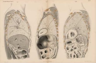 Abdominal-Organe