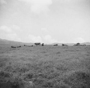 Rinderherde : Eine Herde Rinder weidet auf dem Hochland von Moka.
