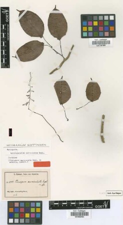Kolobopetalum auriculatum Engl. [isotype]